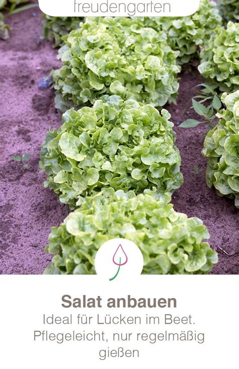 Salat richtig säen anbauen pflegen ernten Garten bepflanzen