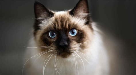 Ragdoll Cat Names: 300+ Ideas - Love Your Cat