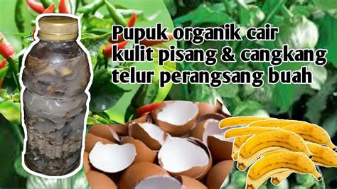 Cara Membuat Pupuk Organik Cair Dari Kulit Pisang Dan Cangkang Telur