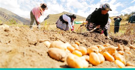 Agricultores Huancavelicanos Sembrarán Más De 90 Mil Hectáreas Para