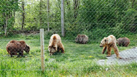 Geschundene Tiere Gnadenhof Gibt B Ren Ein Zweites Leben Shz