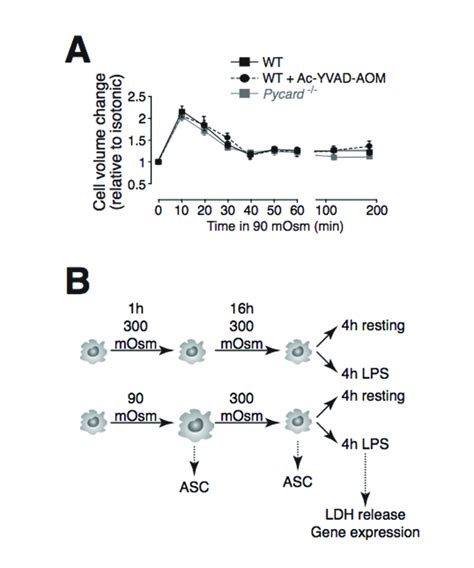 Figure S Cell Swelling And Rvd Are Independent On Asc Or Caspase