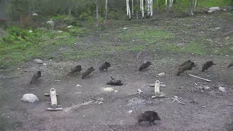 Охота на кабана с вышки - YouTube