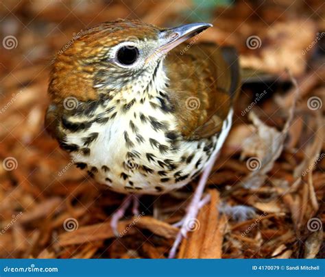 Wood Thrush Eggs