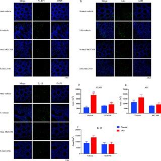 MCC950 Inhibited DSS Induced NLRP3 ASC IL 1b Signaling Pathway In