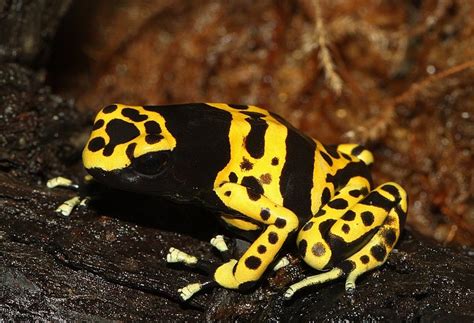 Bumblebee Poison Dart Frog Care Sheet Lifespan And More With Pictures