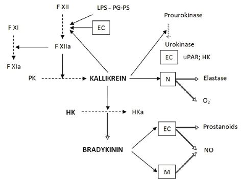 Potential significance of plasma kallikrein- kinin system in... | Download Scientific Diagram