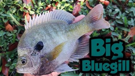 Catching Big Coppernose Bluegill In South Florida Youtube