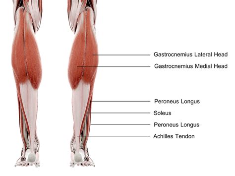 The 10 Best Stretches For Sore Calves Steel Supplements