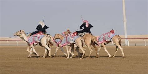 camel racing rules   play basic rules sportsmatik