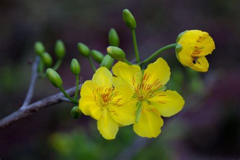 Yellow Apricot Blossom Closeup ( Hoa Mai ) , The Flowers Of New Year Stock Image - Image of ...