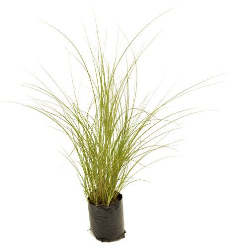 Miscanthus 'Gracillimus' • Lifestyle Home Garden Online Store