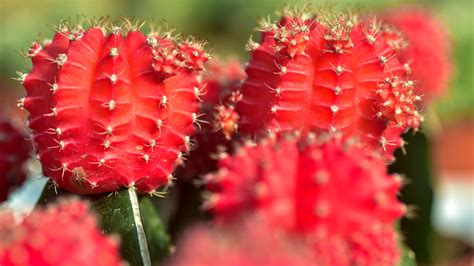 How To Care For A Grafted Moon Cactus