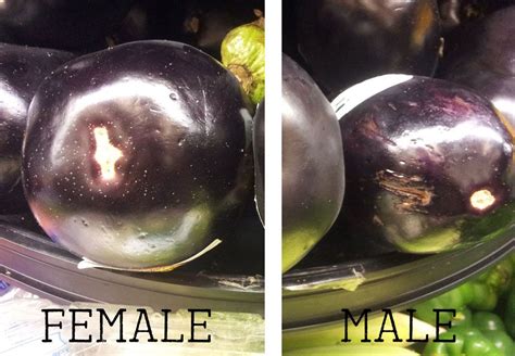 How To Select An Eggplant Male Vs Female Male Vs Female Eggplant Male