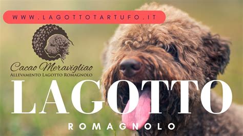 Documentario Lagotto Romagnolo Cane Da Tartufo YouTube