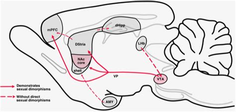 | Mesolimbic reward circuits. The mesolimbic pathway originates with ...