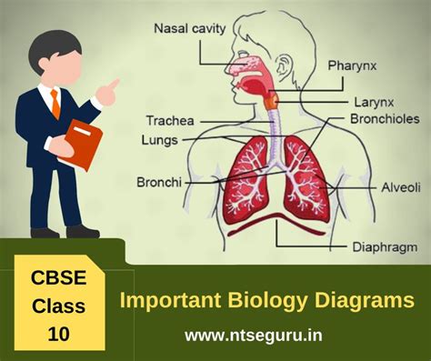 Find Most Important Biology Diagram Of Class Biology Diagrams