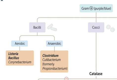 Hrr Gram Rods Corynebacterium Listeria Bacillus Flashcards Quizlet