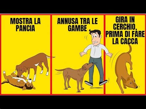 10 Comportamenti Bizzarri Del Cane E Cosa Significano YouTube