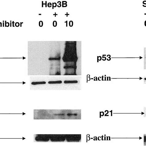 Western Blot Analysis For P53 And P21 In Tumor Cell Lines Treated With Download Scientific