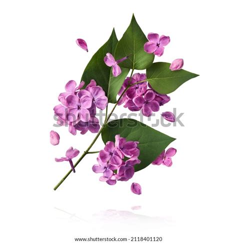 523,496 Lilac And Green Images, Stock Photos, 3D objects, & Vectors ...