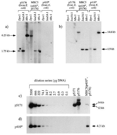 Southern Blot Analysis Of The MRC5 P410 P5176 Clonal Cell Line A