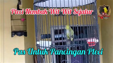 Pleci Nembak Wit Wit Sejalur Untuk Pancingan Pleci Ngalas Buka Paruh