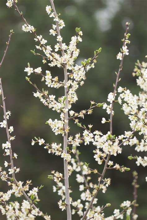 Garten Navi Zibarte Prunus Domestica Ssp Prisca