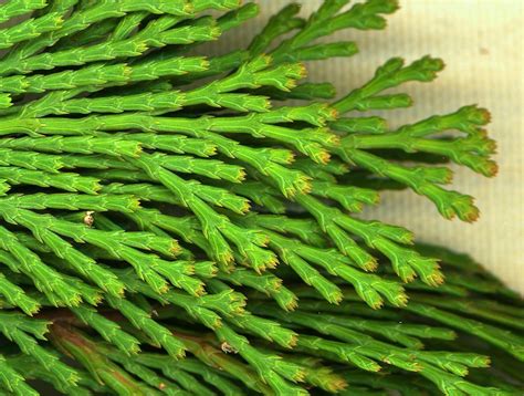 California Incense Cedar Mt Ashland Plant Species INaturalist