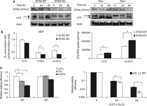 Atg5 Is Necessary For Hypoxia Induced Autophagy A Lc3 Processing Download Scientific Diagram