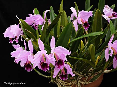 Cattleya Percivaliana Cattleya Orchids Cattleya Orchid