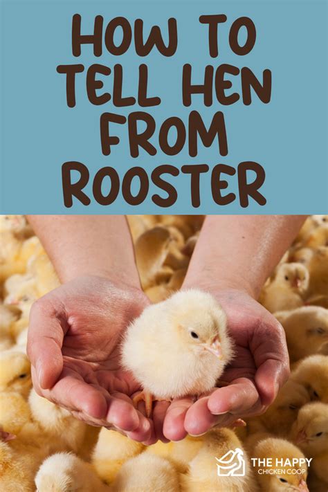 Best How To Sex Chickens Methods To Determine Hen Or Rooster Artofit