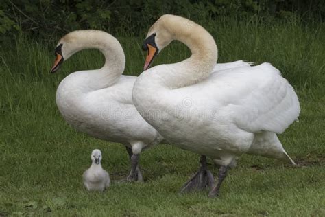 Swans Walking with Cygnet on Southampton Common Stock Image - Image of ...