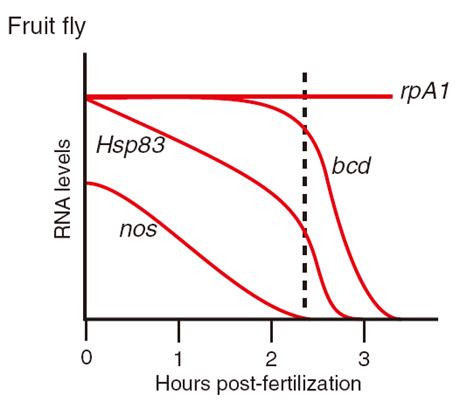 Degradation profiles of maternal transcripts during MZT (adapted from ... 