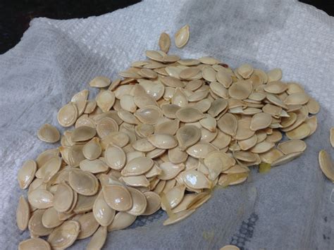 Roasted Spaghetti Squash Seeds