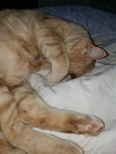 An Orange Tabby Cat Sleeping On Top Of A White Bed Sheet Covered In