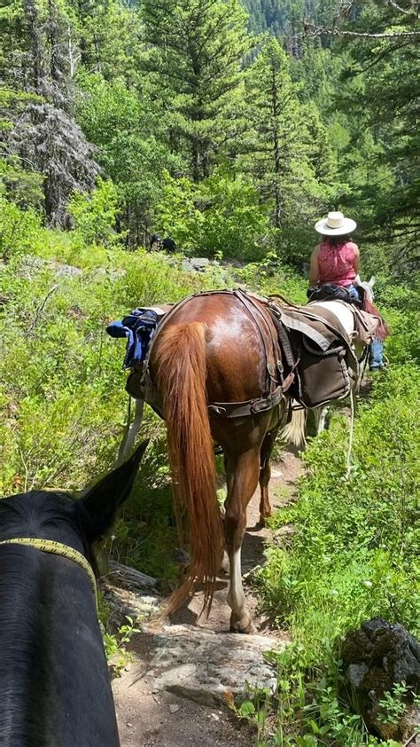 Mountain ride with a good friend. | Horse photos, Beautiful horse ...