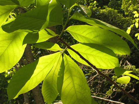 A Year With the Trees: May 9 - The PawPaw Tree - Asimina triloba