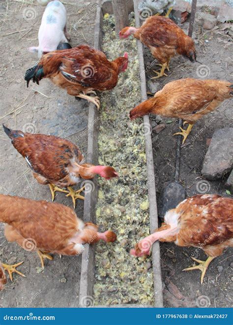 Hens Cuello Desnudo Come Desde El Valle En El Corral Alimentación De