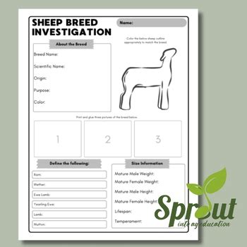 Sheep Breed Investigation Worksheet By Sprout In Ag Education TPT