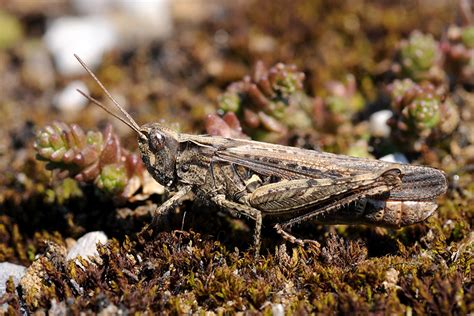 Brauner Grashuepfer Naturwissenschaftlicher Verein F R Schwaben E V