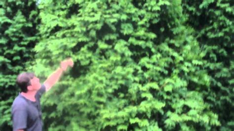 Thuja Green Giant Arborvitae Evergreen Privacy Fence Youtube