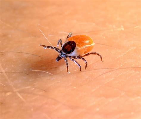 Malattia Di Lyme Sintomi Come Si Prende E Quanto Dura