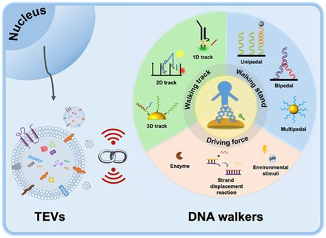 Full Article Pushing Forward The Dna Walkers In Connection With Tumor