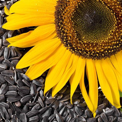 Bulk Sunflower Seeds - Black Oil Microgreen | Bulk Wildflowers