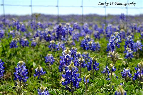 Lucky 13 Photography: Texas Bluebonnets 2011