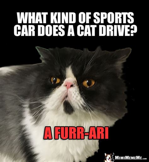 Cat Car Jokes, Auto Kitty Riddles, Funny Driving Cat Memes, Mew-ving ...