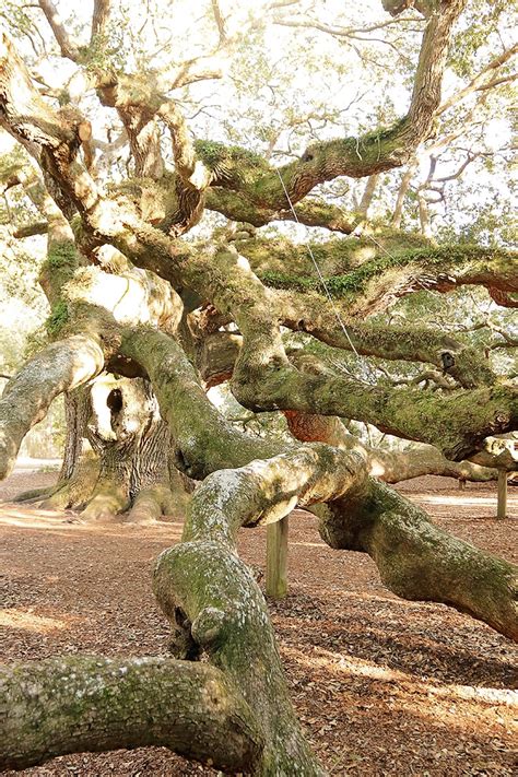 The Angel Oak: What to Know Before You Go | Sand Sun & Messy Buns