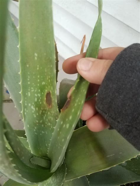 Should I Be Worried About These Dark Spots On My Aloe R Succulents