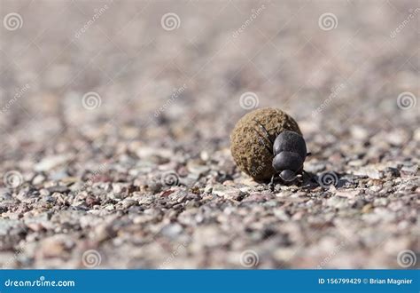 Dung Beetle Rolling Poop Across The Road Stock Image Image Of Dung